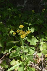Senecio ovatus alpestris
