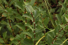 Salix starkeana
