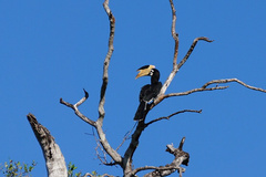 Anthracoceros coronatus