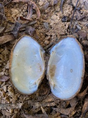 Elliptio congaraea