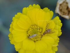 Bombyliidae