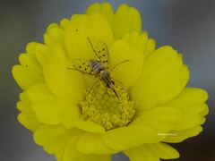 Bombyliidae