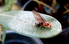 Anoplolepis gracilipes