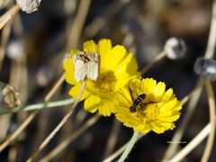 Bombyliidae