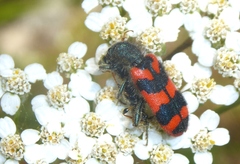 Trichodes alvearius