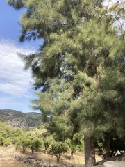 Pinus halepensis