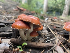 Leratiomyces ceres
