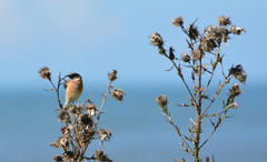 Saxicola maurus