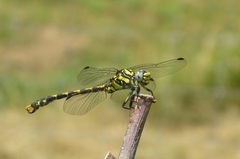 Onychogomphus uncatus