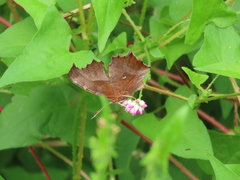 Polygonia c-aureum
