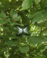Papilio polymnestor