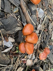 Leratiomyces ceres
