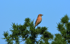 Saxicola maurus