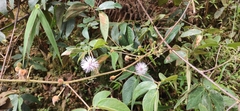 Mimosa albida