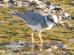 Charadrius placidus