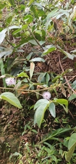 Mimosa albida