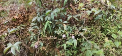 Mimosa albida