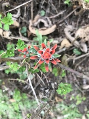 Castilleja arvensis arvensis