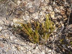Erica coarctata