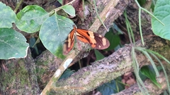 Mechanitis lysimnia nesaea