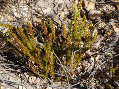 Erica coarctata