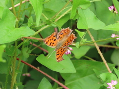 Polygonia c-aureum