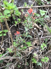Castilleja arvensis arvensis