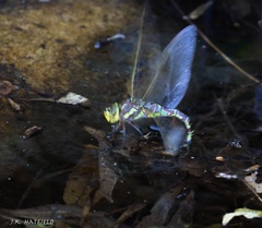 Rhionaeschna dugesi