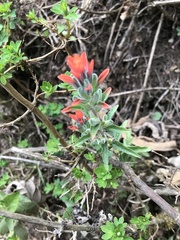 Castilleja arvensis arvensis