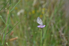 Melanargia