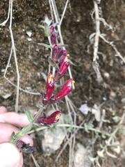 Neobartsia