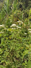 Austroeupatorium inulifolium