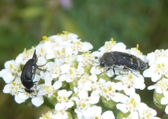 Acmaeoderella flavofasciata