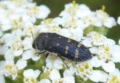 Acmaeoderella flavofasciata
