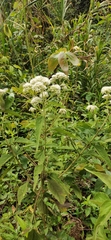 Austroeupatorium inulifolium