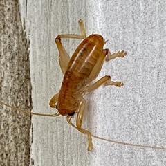 Camptonotus