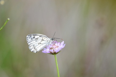 Melanargia