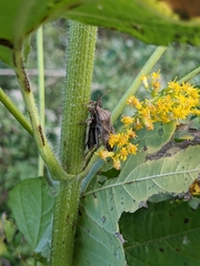 Piezogaster calcarator