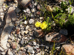Oedera capensis