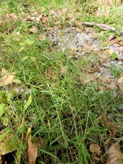 Muhlenbergia schreberi
