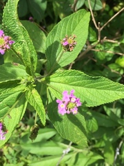 Lantana velutina