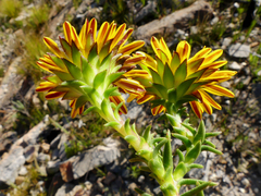 Oedera capensis