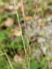 Muhlenbergia schreberi