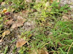 Muhlenbergia schreberi