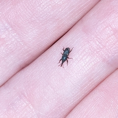 Sitophilus