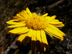 Oedera capensis
