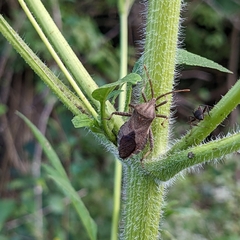Piezogaster calcarator