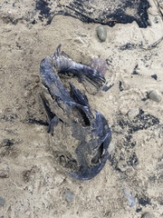 Myoxocephalus scorpius