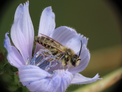 Dasypoda