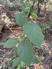 Matelea carolinensis